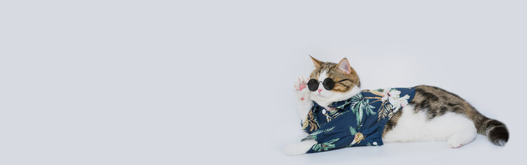web banner songkran and summer season concept with scottish cat wearing summer cloth and sunglasses...