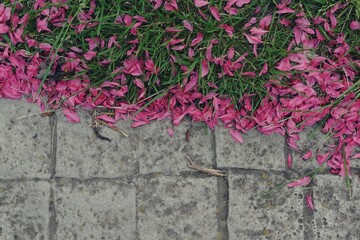 Pétalos rosa caídos en el suelo