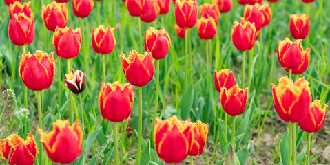 red flowers of fresh holland tulips in field. nature beauty
