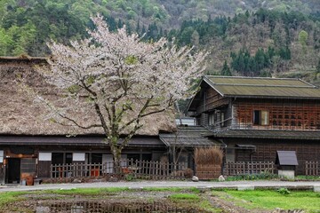 Fototapeta na wymiar Shirakawa-go cherry blossoms in Japan