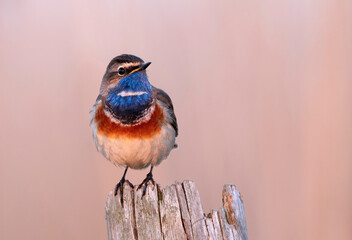 Bluethroat bird close up ( Luscinia svecica ) © Piotr Krzeslak