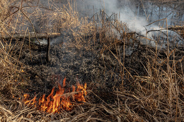 burning dry grass in forest