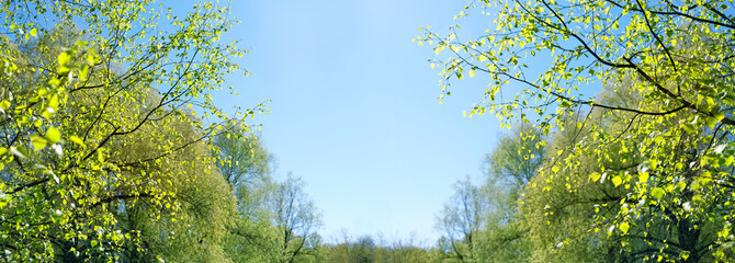 fresh green leaves of birch tree against blue sky, natural abstract background. Beautiful spring landscape with birch trees, sunny day. banner. copy space