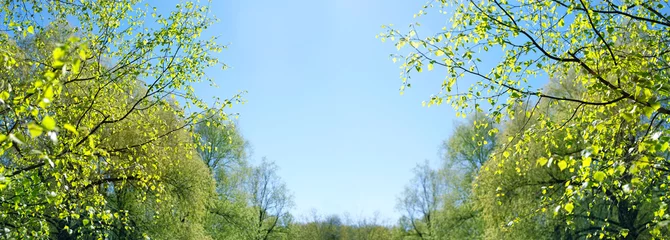 Tuinposter fresh green leaves of birch tree against blue sky, natural abstract background. Beautiful spring landscape with birch trees, sunny day. banner. copy space © Ju_see