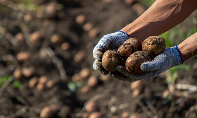 Freshly harvested organic potato harvest. Farmer in garden