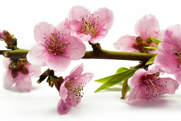 Naklejka premium Fresh blossoms of peach tree on white background
