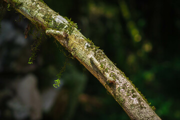 close up of a tree in the forest
