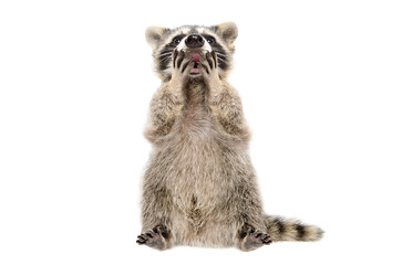 Funny surprised raccoon covers mouth with paws isolated on white background - obrazy, fototapety, plakaty