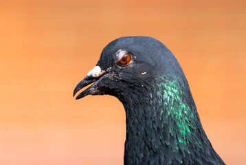 Close up of a pigeon on a colored background, Poland