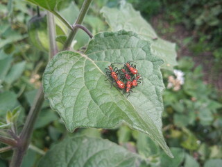 chinches de tomate