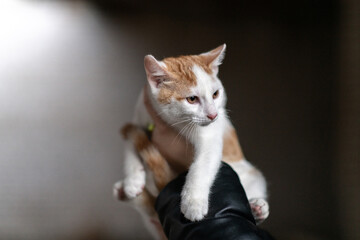 Obraz premium The girl holds a homeless white kitten in her hands.