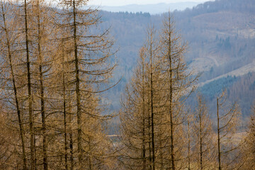 dead trees and dead forests