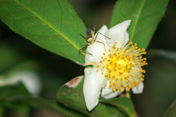 Flor de Té y Chinche 