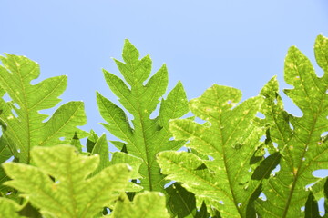plants and herbs near the house