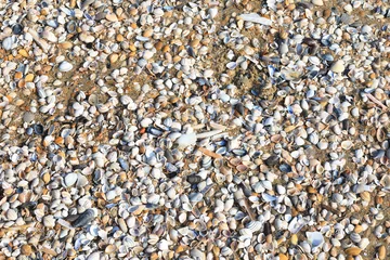 Fototapeten Shells and mussels on a beach near Den Helder in Holland © traveller70