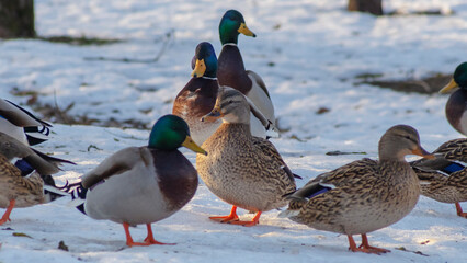 Ducks in a winter public park in the rays of sunlight. Duck birds are standing or sitting in the snow. Migration of birds.