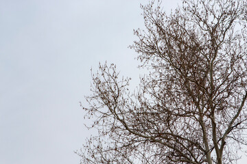 branches of a tree against the sky