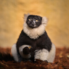Cute lemur with a long beautiful tail. 