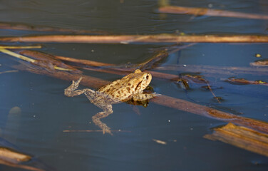 Common toads in the pond during the breeding season