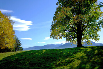 trees and sky, mountains