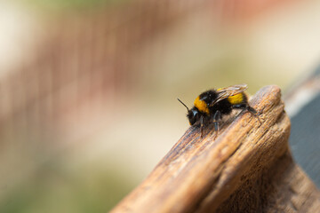 Bumblebee, disambiguation in spring time outdoor