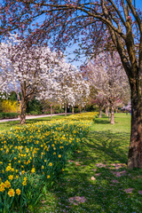 Naklejka premium Beautiful nature scene with blooming tree and sun flare. Spring background