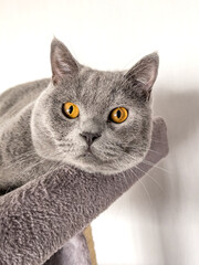 British Shorthair cat lying on table