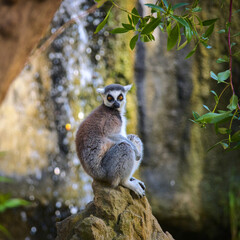 Cute lemur with a long beautiful tail. 
