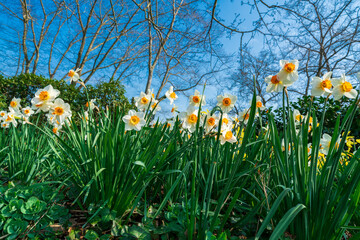 Daffodils against blue sky.  Easter background with fresh spring flowers. Yellow narcissuses