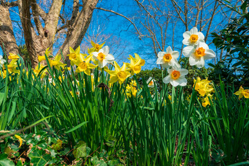 Daffodils against blue sky. Easter background with fresh spring flowers. Yellow narcissuses