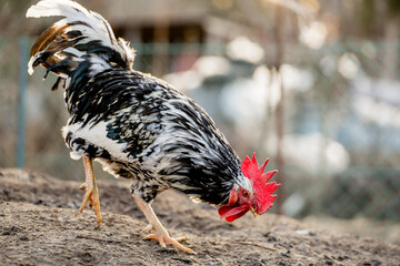Rooster standing on chicken free range farm.