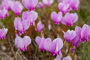 Wild cyclamens close up in  autumn. Beautiful flowers , selective focus 