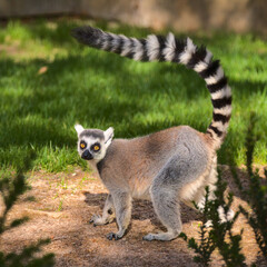 Cute lemur with a long beautiful tail. 