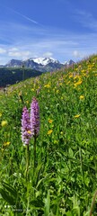 Orchidea sui prati della Val Badia. Sullo sfondo la Marmolada 