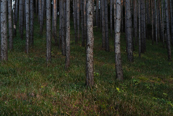 Fototapeta premium Trees in a forest 