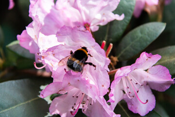 A banded bumblebee collects nectar on a purple rhododendron flower. Close-up.
