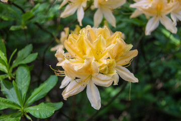 The Japanese rhododendron flower is a deciduous shrub, a subspecies of the molle rhododendron. Used as an ornamental garden plant. One of the most valuable types of rhododendrons. Close-up.