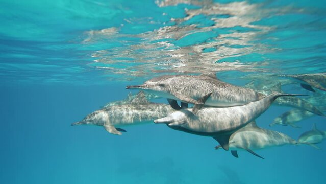 Dolphins make love playing in blue water Red sea. Underwater shot of wild dolphin sex taking breath. Aquatic marine animals in natural habitat. Closeup of friendly bottlenose. Wildlife nature breed