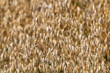 Getreidefeld mit Hafer (Avena sativa)