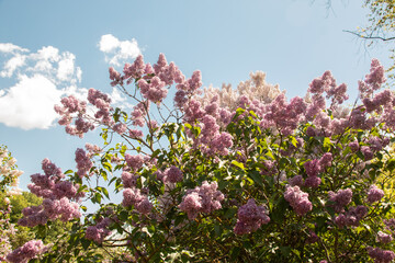 Obraz premium Flowering lilac bushes in the garden against the blue sky. Lilacs bloom beautifully in spring. Spring concept.