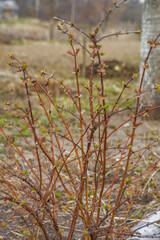Compact bush honeysuckle Kamchatka spring in the garden.