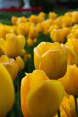 Obraz premium Beautiful yellow tulip macro photography