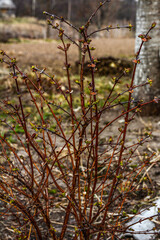 Compact bush honeysuckle Kamchatka spring in the garden.