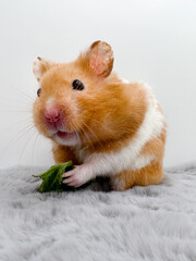 Cute Syrian hamster eating kale 