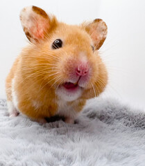 Cute Syrian hamster on grey fur closeup 