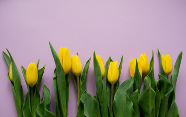 Yellow tulips on a lilac background. Copy space. The concept of a spring, greetings, birthday