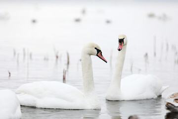 Obraz premium Flock swans swims in the pond. Wintering of wild birds in the city. Survival of birds, nature care, ecology environment concept, fauna ecosystem