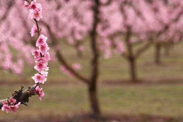 PEACH TREES WITH PINK FLOWERS