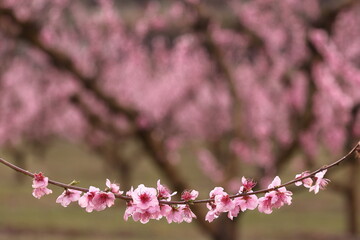 PEACH TREES WITH PINK BLOSSOMS ON THEIR BRANCHES