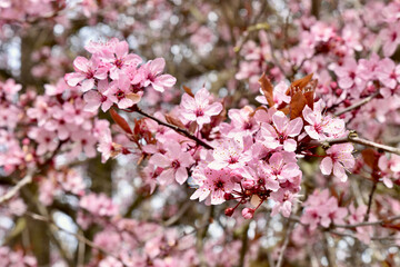 Spring flowering Cherry trees background, close-up blossoms, beauty in nature.